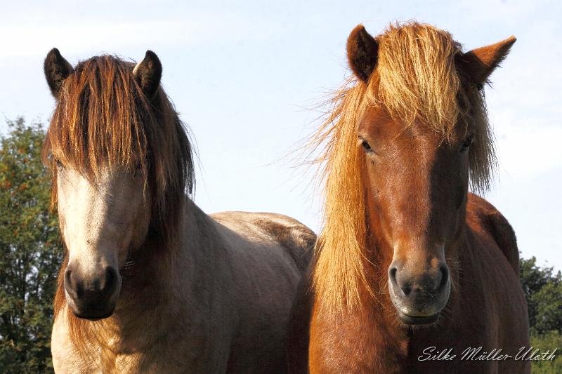 _MG_1289.JPG - Unsere Junghengste wachsen in einem grossen Herdenverband auf.