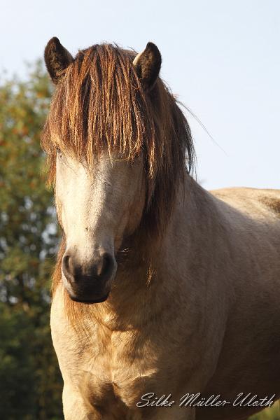 _MG_1293.JPG - Newton von Heidmoor