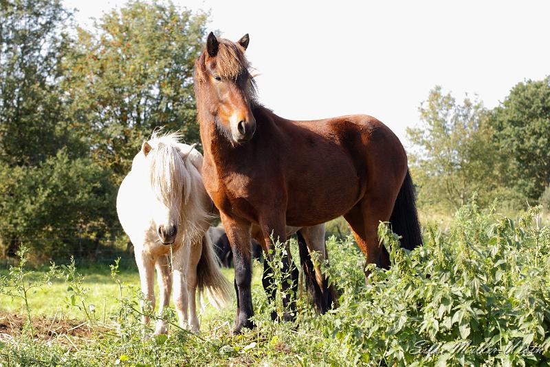 _MG_1298.JPG - Unsere Junghengste wachsen in einem grossen Herdenverband auf.