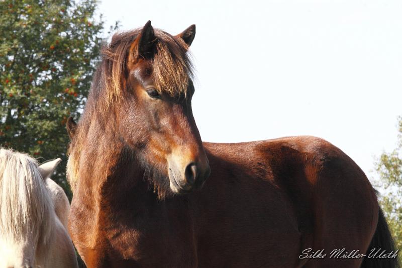 _MG_1299.JPG - Junghengst