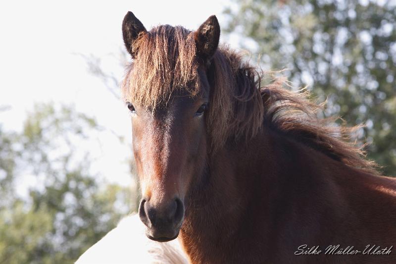 _MG_1303.JPG - Junghengst