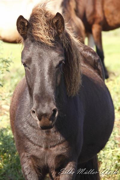 _MG_1305.JPG - Grimnir von Heidmoor