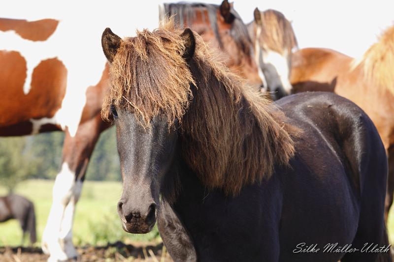 _MG_1312.JPG - Unsere Junghengste wachsen in einem grossen Herdenverband auf.