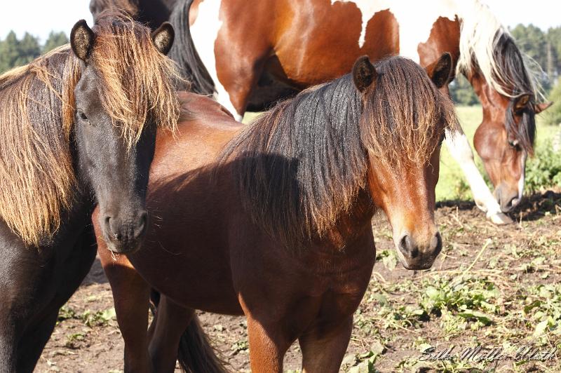 _MG_1313.JPG - Unsere Junghengste wachsen in einem grossen Herdenverband auf.
