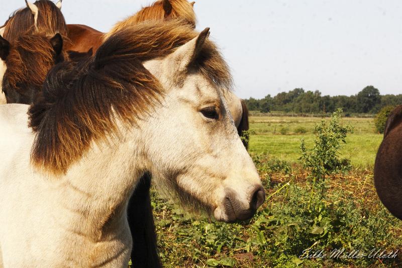_MG_1315.JPG - Elrir von Heidmoor