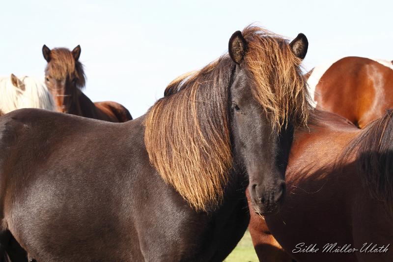 _MG_1317.JPG - Askur von Heidmoor