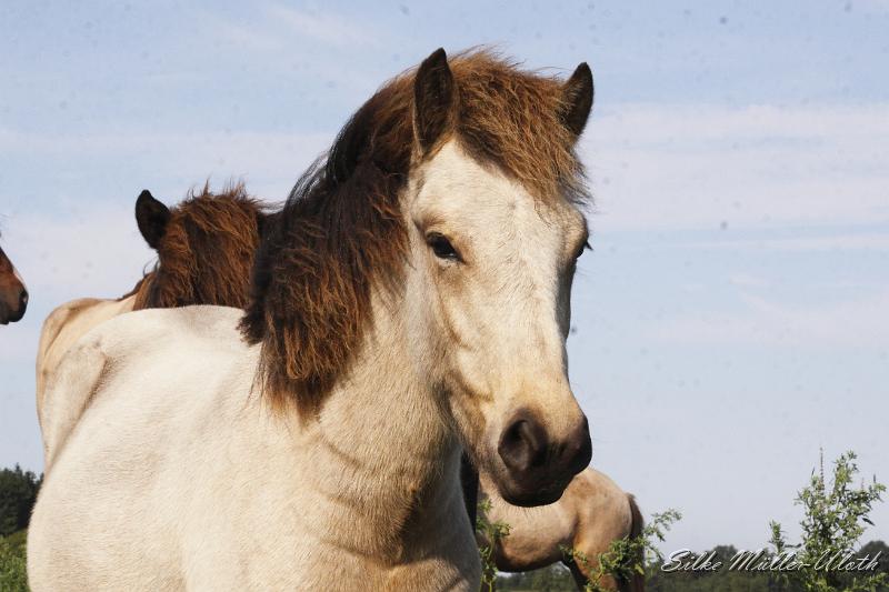 _MG_1319.JPG - Elrir von Heidmoor