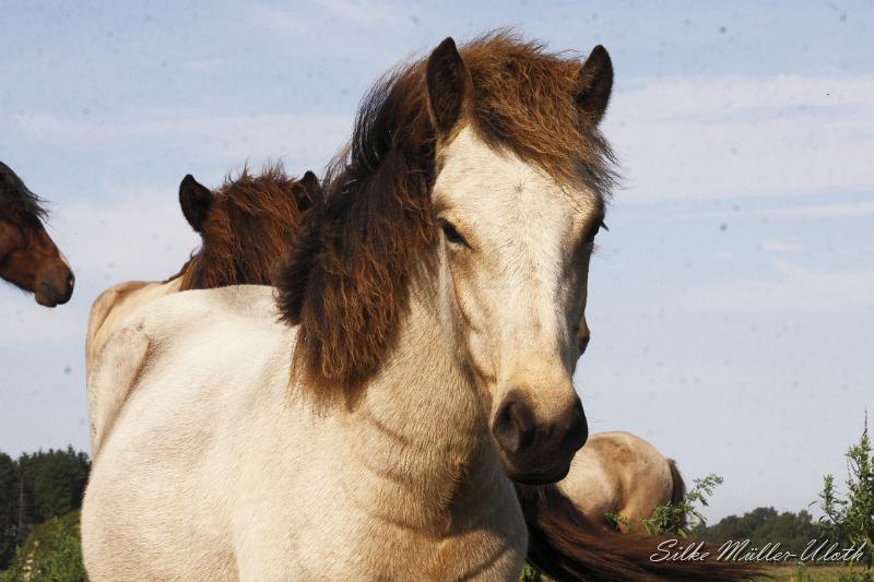 _MG_1320.JPG - Elrir von Heidmoor