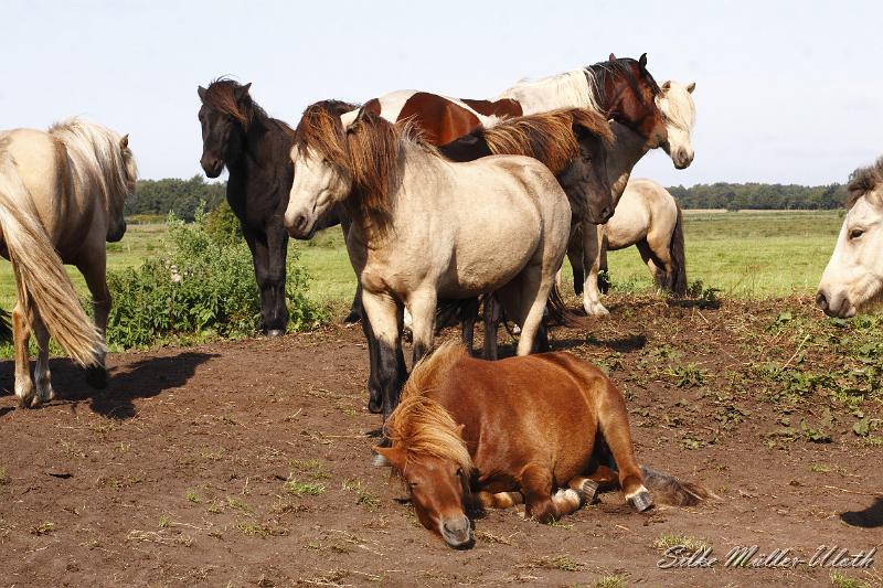 _MG_1327.JPG - Unsere Junghengste wachsen in einem grossen Herdenverband auf.