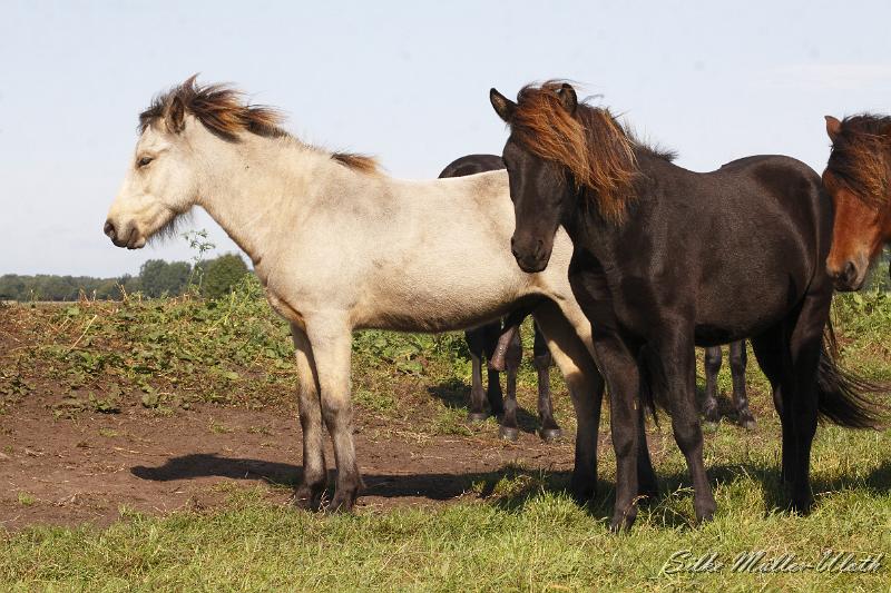 _MG_1328.JPG - Unsere Junghengste wachsen in einem grossen Herdenverband auf.