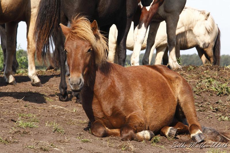 _MG_1330.JPG - Unsere Junghengste wachsen in einem grossen Herdenverband auf.