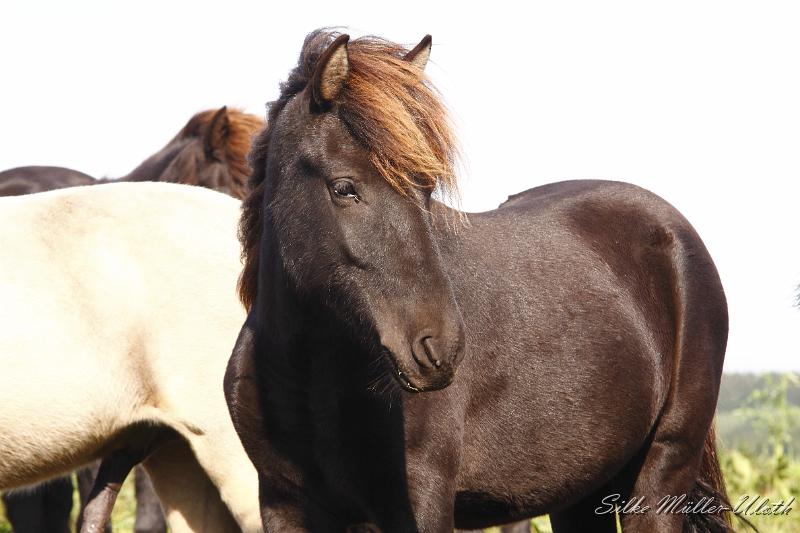_MG_1331.JPG - Askur von Heidmoor