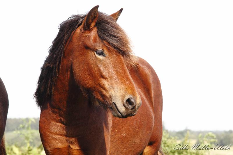 _MG_1336.JPG - Unsere Junghengste wachsen in einem grossen Herdenverband auf.