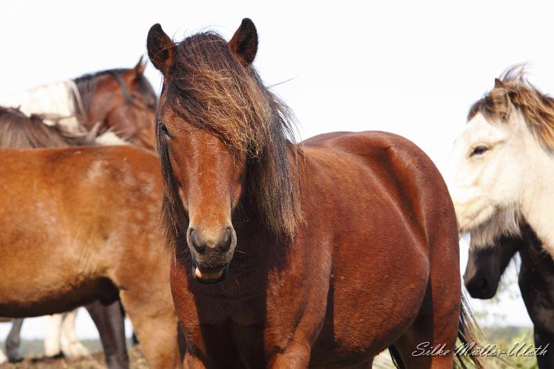 _MG_1347.JPG - Unsere Junghengste wachsen in einem grossen Herdenverband auf.