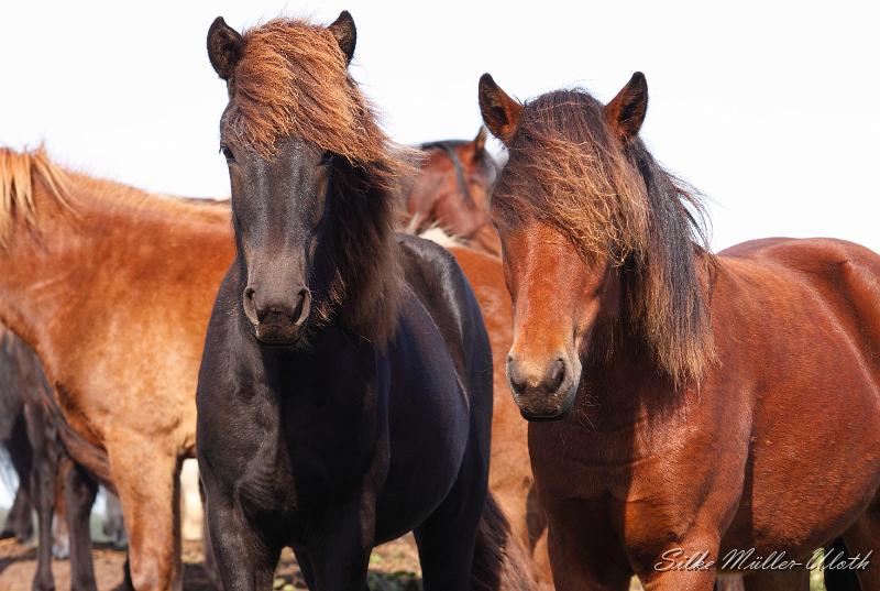 _MG_1350a.JPG - Unsere Junghengste wachsen in einem grossen Herdenverband auf.