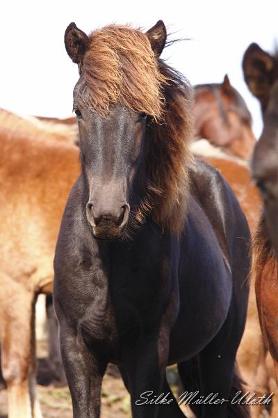 _MG_1353.JPG - Unsere Junghengste wachsen in einem grossen Herdenverband auf.