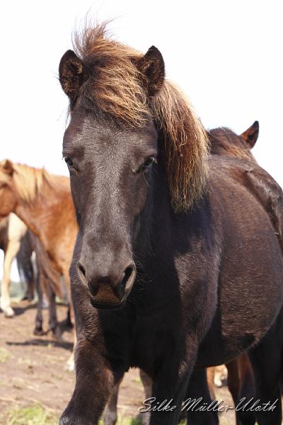 _MG_1354.JPG - Grimnir von Heidmoor