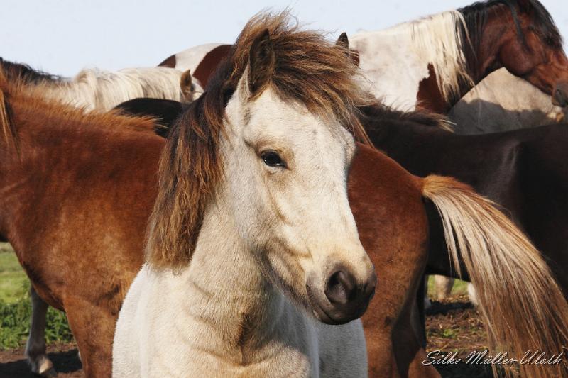 _MG_1358.JPG - Elrir von Heidmoor