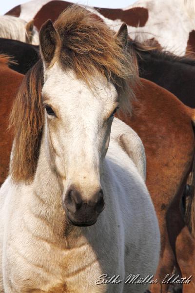 _MG_1360.JPG - Elrir von Heidmoor