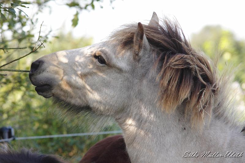 _MG_1367.JPG - Elrir von Heidmoor