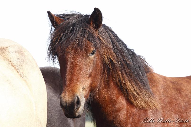 _MG_1375.JPG - Unsere Junghengste wachsen in einem grossen Herdenverband auf.