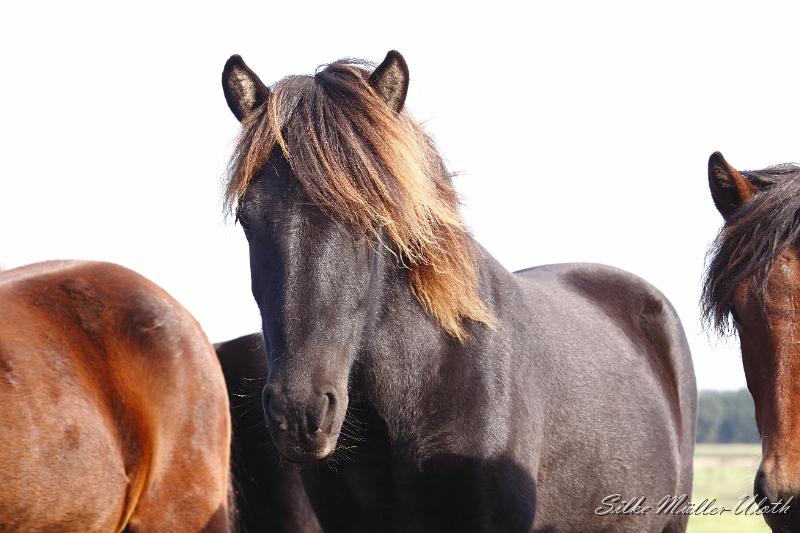 _MG_1379.JPG - Unsere Junghengste wachsen in einem grossen Herdenverband auf.