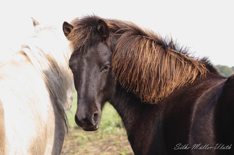 _MG_1384.JPG - Grimnir von Heidmoor