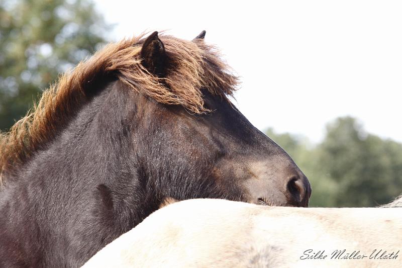 _MG_1395.JPG - Unsere Junghengste wachsen in einem grossen Herdenverband auf.