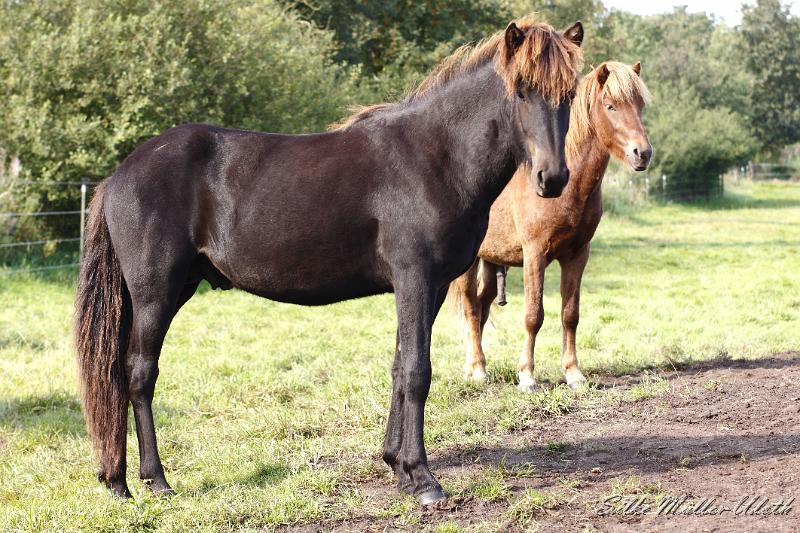 _MG_1397.JPG - Unsere Junghengste wachsen in einem grossen Herdenverband auf.