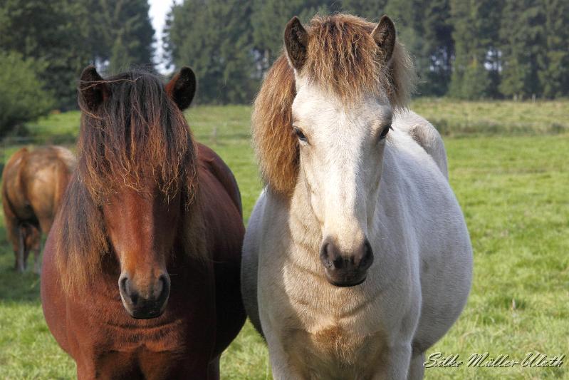 _MG_1401.JPG - Unsere Junghengste wachsen in einem grossen Herdenverband auf.