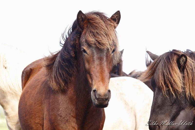 _MG_1402.JPG - Unsere Junghengste wachsen in einem grossen Herdenverband auf.