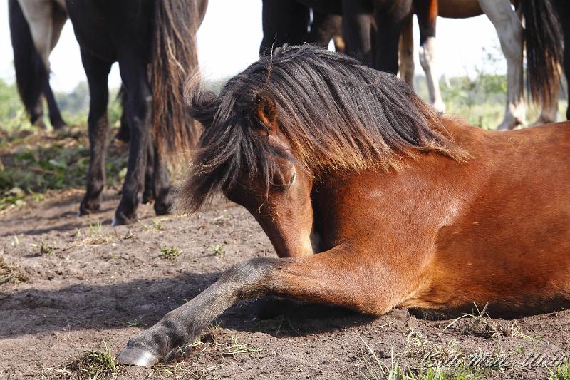 _MG_1409.JPG - Unsere Junghengste wachsen in einem grossen Herdenverband auf.