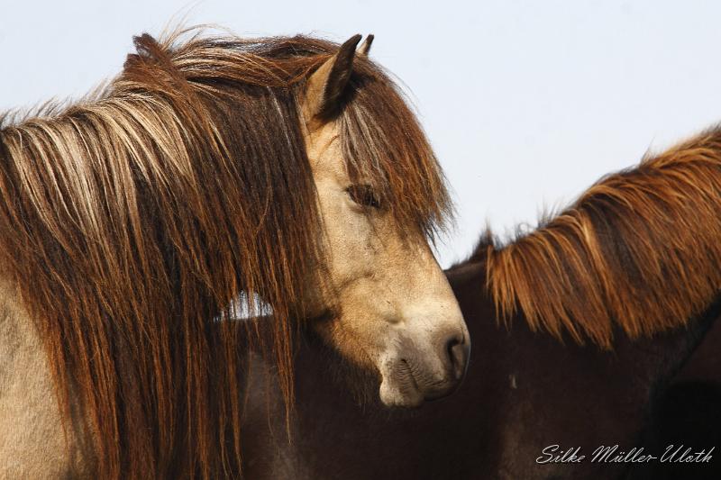 _MG_1422.JPG - Teitur von Heidmoor