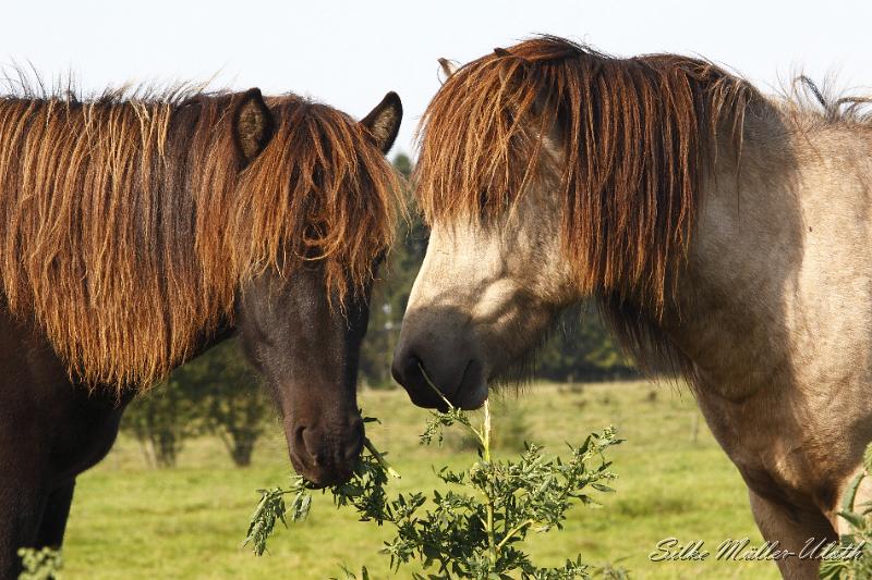_MG_1426.JPG - Die Distel schmeckt anscheinend beiden Pferden.
