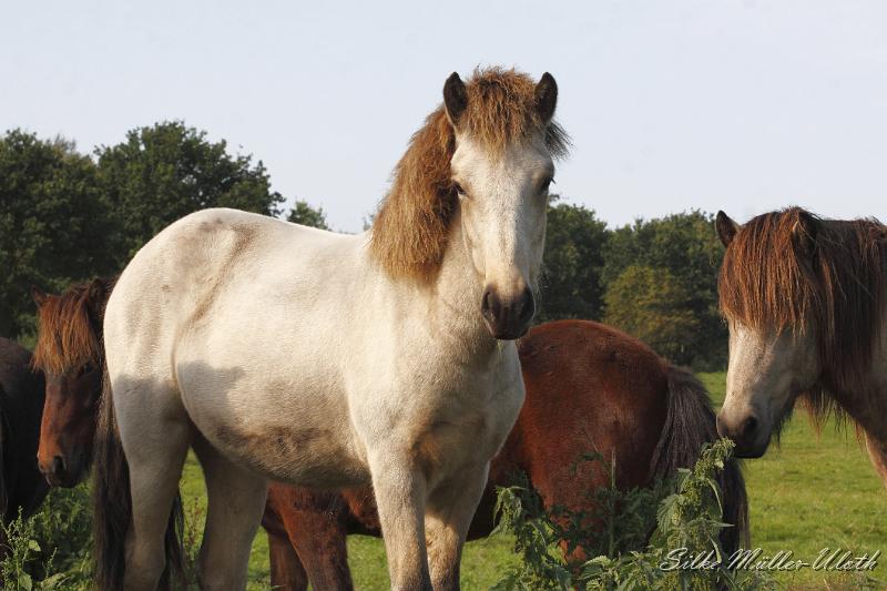 _MG_1435.JPG - Elrir von Heidmoor