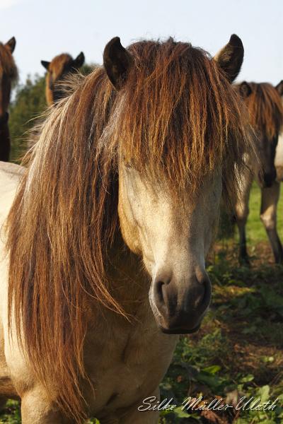 _MG_1439.JPG - Teitur von Heidmoor