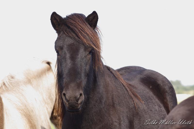 _MG_1440.JPG - Unsere Junghengste wachsen in einem grossen Herdenverband auf.