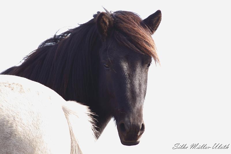 _MG_1448.JPG - Unsere Junghengste wachsen in einem grossen Herdenverband auf.