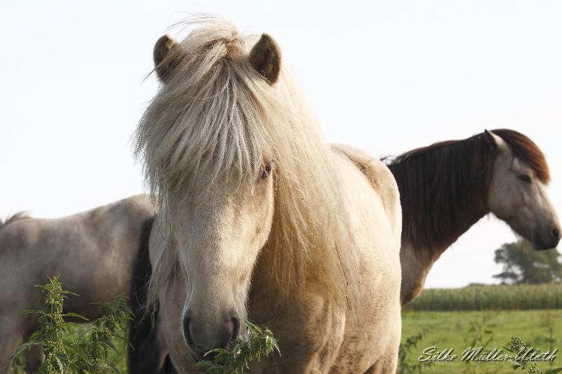 _MG_1457.JPG - Ljomi von Heidmoor