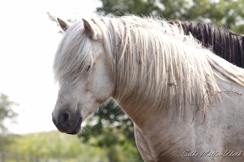 _MG_1460.JPG - Gloi von Heidmoor