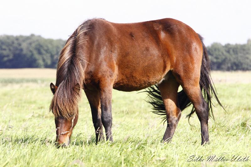 _MG_1465.JPG - Unsere Junghengste wachsen in einem grossen Herdenverband auf.