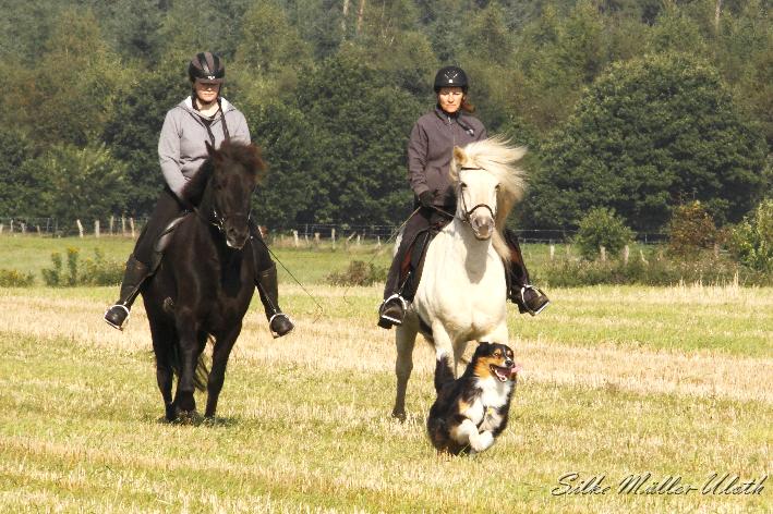 _MG_3971.JPG - Ein Ritt auf dem Stoppelfeld gefaellt nicht nur den Pferden.