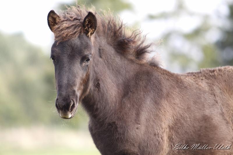 _MG_4346.JPG - Elias von Heidmoor