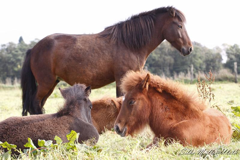 _MG_4362.JPG - Gemuetliches Mittagsschlaefchen