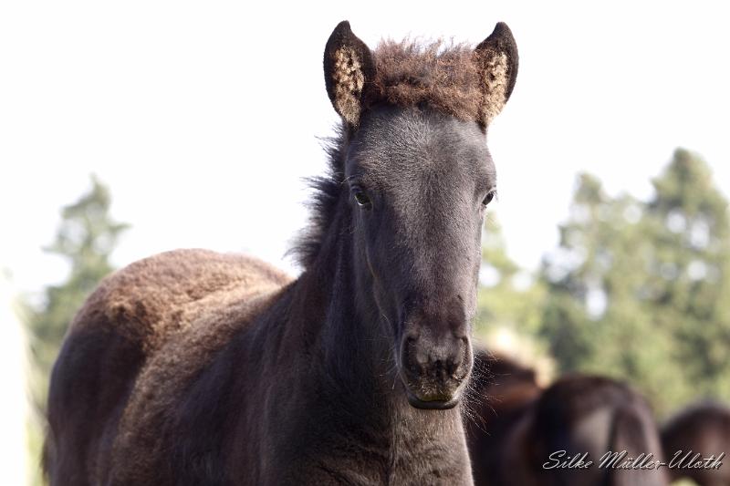 _MG_4370.JPG - Djakna von Heidmoor