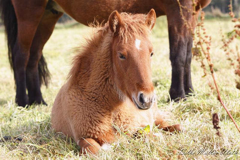 _MG_4374.JPG - Stutfohlen