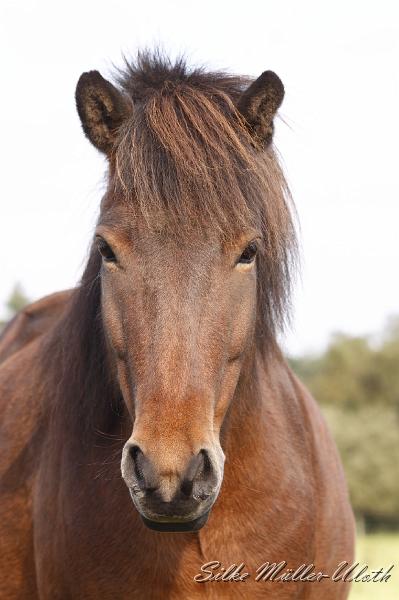 _MG_4375.JPG - Mutterstute