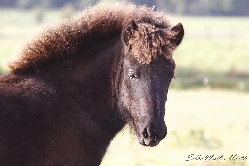 _MG_4392.JPG - Lukka von Heidmoor
