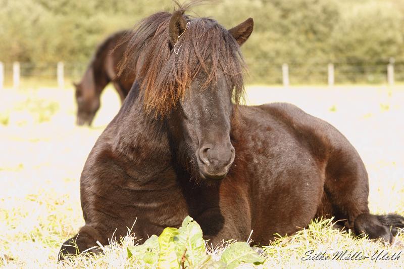_MG_4395.JPG - Njola von Heidmoor