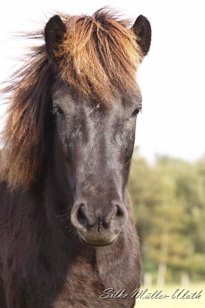 _MG_4403.JPG - Jungstute